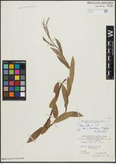 Foto von Salix alba L.
